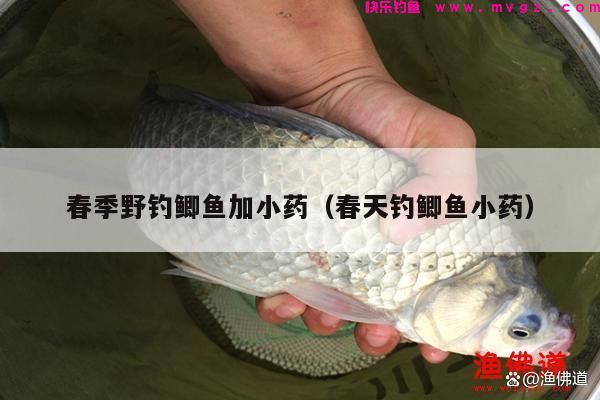春季野钓鲫鱼加小药（春天钓鲫鱼小药）(图1)