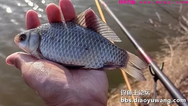 春钓鲫鱼，超额完成任务，今晚吃鱼(图8)