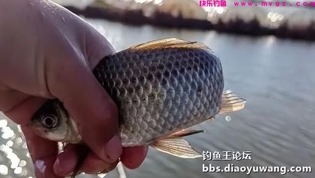 春钓鲫鱼，超额完成任务，今晚吃鱼(图9)