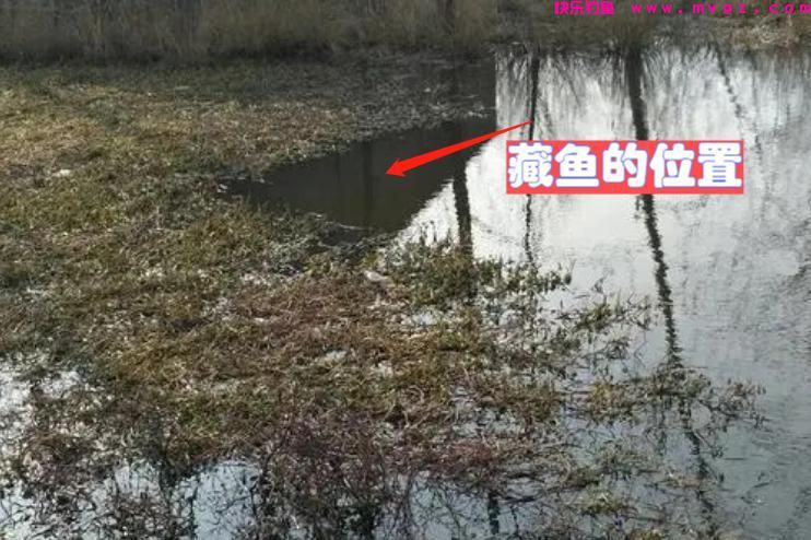 春季垂钓鲫鱼，并不是难事！四个步骤轻松钓到大板鲫(图2)
