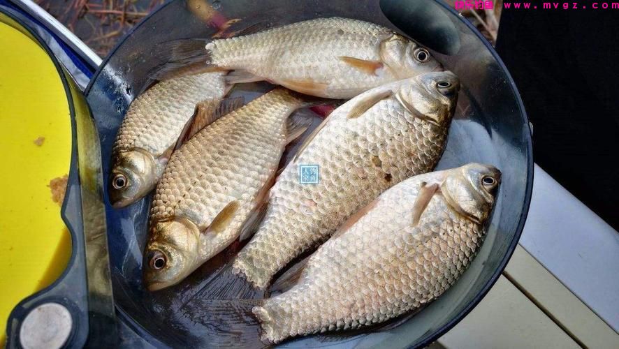 春季野钓鲫鱼怎么用饵？教你高效配饵“秘诀”，新手也能轻松“爆护”(图3)
