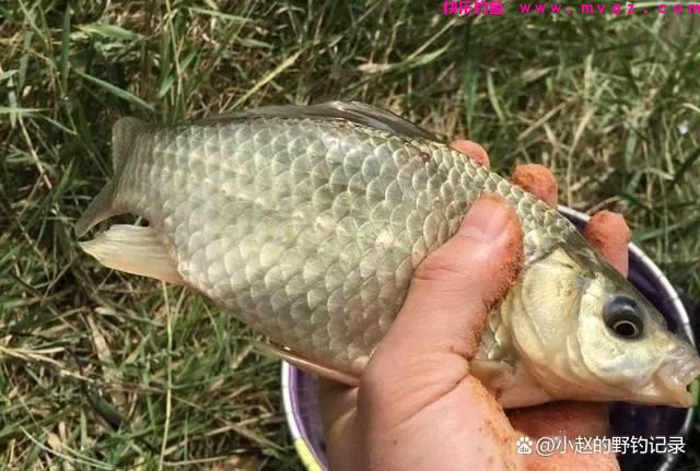 垂钓鲫鱼的方式方法，看看有用吗(图1)