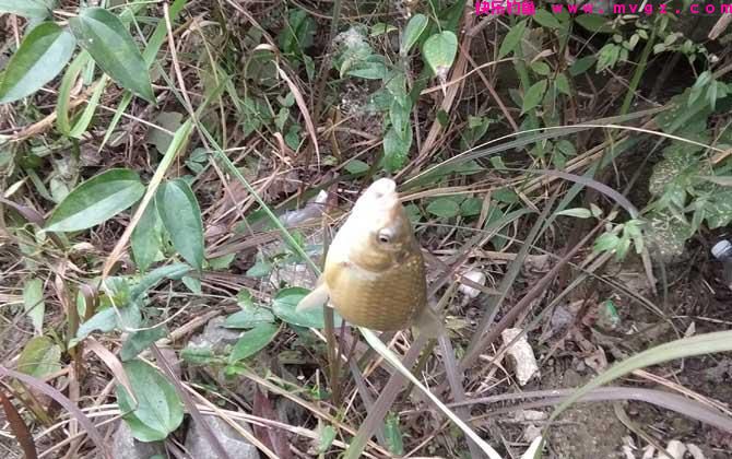 冬季无鱼可钓？学学钓鲫鱼的窍门，冬钓大板鲫比钓鲤鱼更过瘾(图6)
