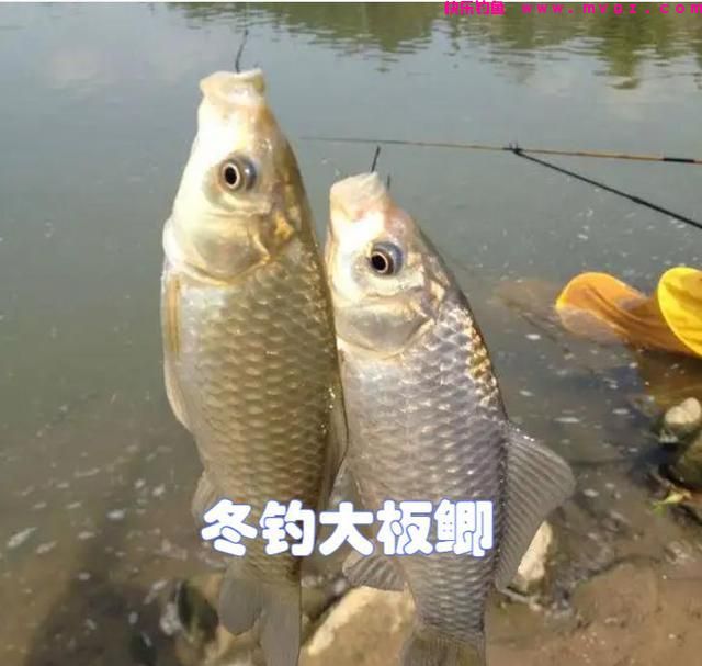 冬季无鱼可钓？学学钓鲫鱼的窍门，冬钓大板鲫比钓鲤鱼更过瘾(图5)