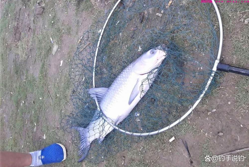 为什么冬季比夏季更好钓鲫鱼？钓鱼用这几种腥味，钓的鱼又多又大(图3)