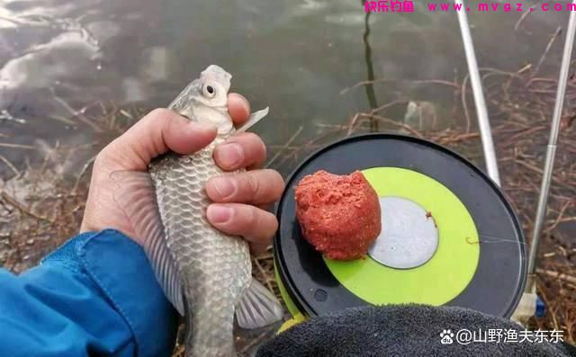 秋季野钓如何垂钓鲫鱼？注意三个要点，让你轻松钓获大板鲫(图1)