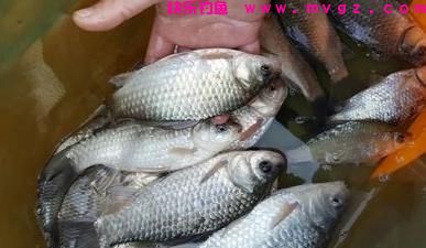 盛夏季节如何钓鲫鱼？注意这三点就够了，大板鲫并不难钓(图1)