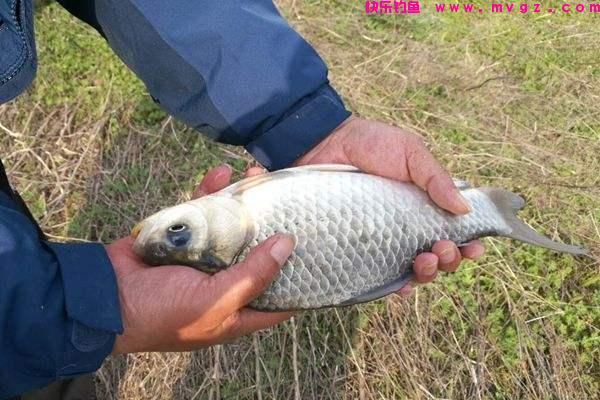 盛夏季节如何钓鲫鱼？注意这三点就够了，大板鲫并不难钓(图5)