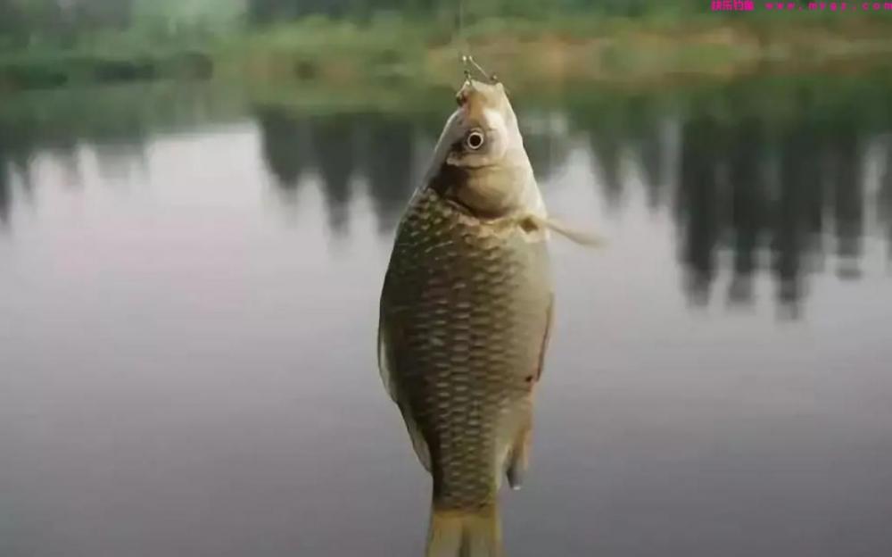 夏季钓鲫鱼，有三类钓位需要避开，钓鱼新手一定要多看看(图1)