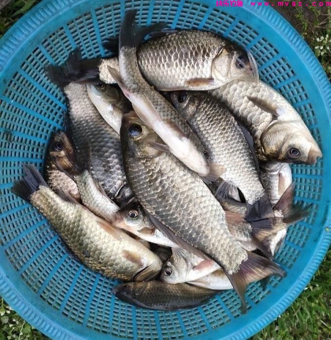 夏季钓鲫鱼，有三类钓位需要避开，钓鱼新手一定要多看看(图7)