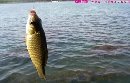 钓鲫鱼最好的时间，遵循这些“野钓老规矩”，新手也能连竿(图2)