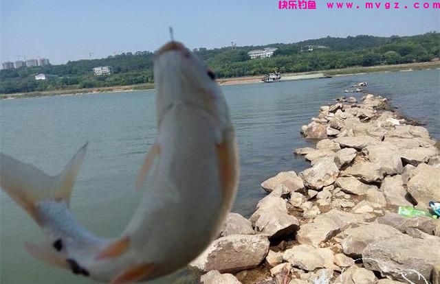 野钓鲫鱼，如何正确使用传统钓，台钓！方法对路，鲫鱼爆护！(图6)