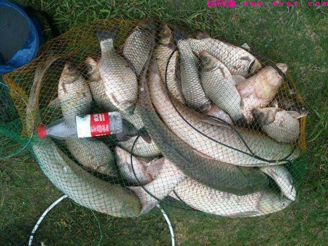 4月钓鲫鱼,遵循这些“野钓老规矩”,新手也能连竿(图7) 4月钓鲫鱼,遵循这些“野钓老规矩”,新手也能连竿(图7)