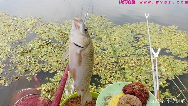 早春学会这样钓鲫鱼，简单实用渔获多(图1)