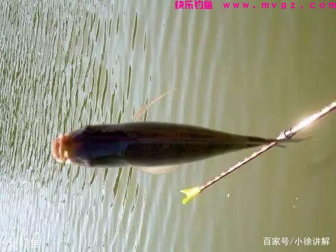 钓鲫鱼时应该注意及实用的四点技巧，六年的钓鲫经验(图5)