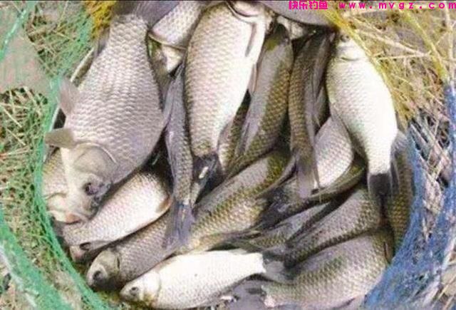 野钓窝里没有鱼？钓位选择是关键。找好钓位，鱼获翻倍(图4)