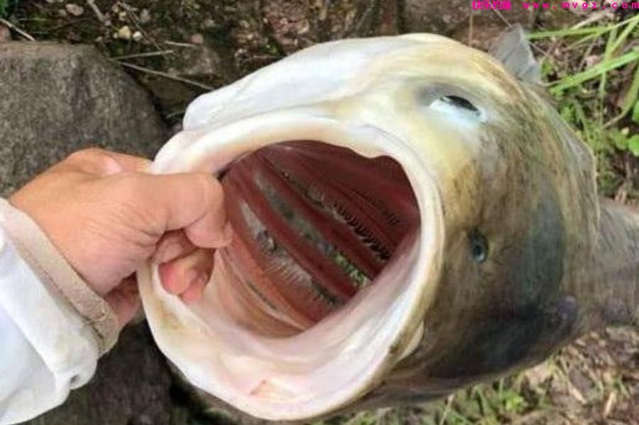 春天不要只钓鲫鱼,试试这鲢鳙钓法,中鱼率高,每次钓完都很过瘾(图1) 春天不要只钓鲫鱼,试试这鲢鳙钓法,中鱼率高,每次钓完都很过瘾(图1)