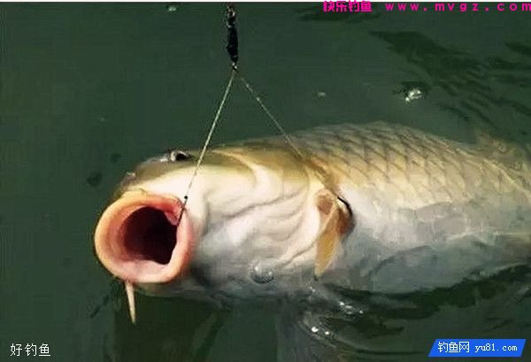漫谈钩刺鱼嘴的位置和提竿的快慢(图2)