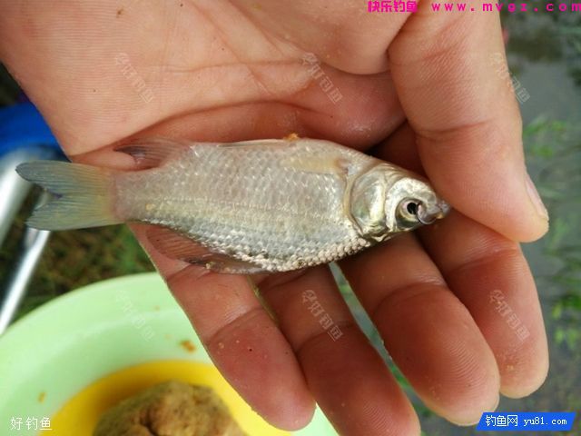 新手钓鱼需知的钓前准备及注意事项(图2)