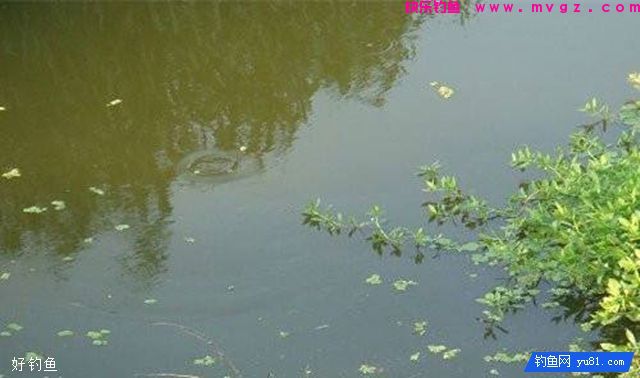 新手入门之看鱼星与快速上饵(图1)