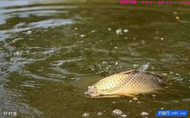 老钓手对新手钓鱼人的10个忠告(图1) 老钓手对新手钓鱼人的10个忠告(图1)
