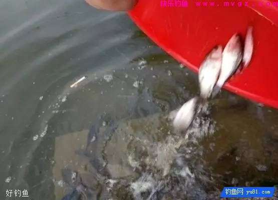 鱼停口不吃饵的几招破解数(图2)