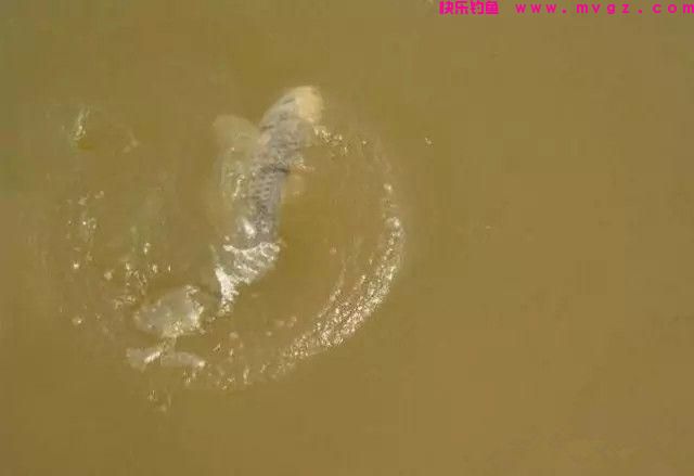 冬钓深浅？老钓友教你浅水选择钓点钓鱼技巧(图4)