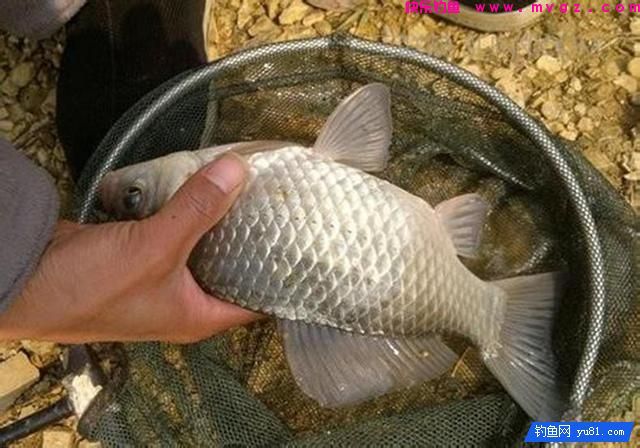 冬季钓鱼先找鲫鱼窝，准能上大鲫！钓友们赶紧收藏(图4)
