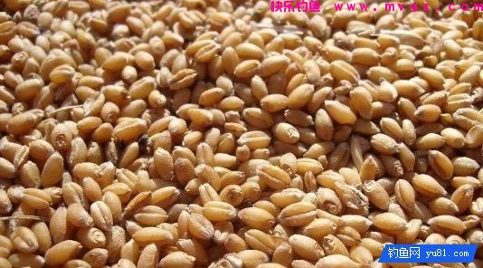在钓鱼饵料中加入这三味中药，钓鱼有奇效(图1)