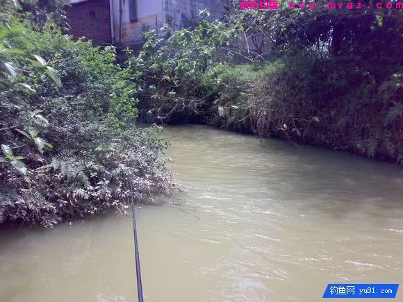 钓鱼最怕的就是刀鳅鱼, 因为它食性非常凶猛, 把钩吞进肚子里(图5)