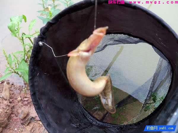 钓鱼最怕的就是刀鳅鱼, 因为它食性非常凶猛, 把钩吞进肚子里(图8)