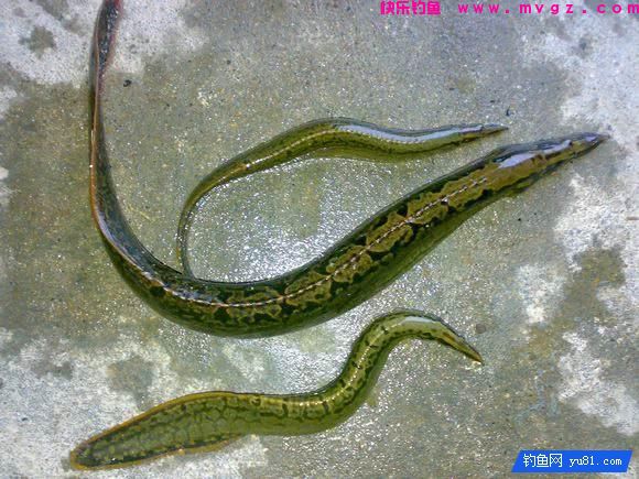 钓鱼最怕的就是刀鳅鱼, 因为它食性非常凶猛, 把钩吞进肚子里(图11)