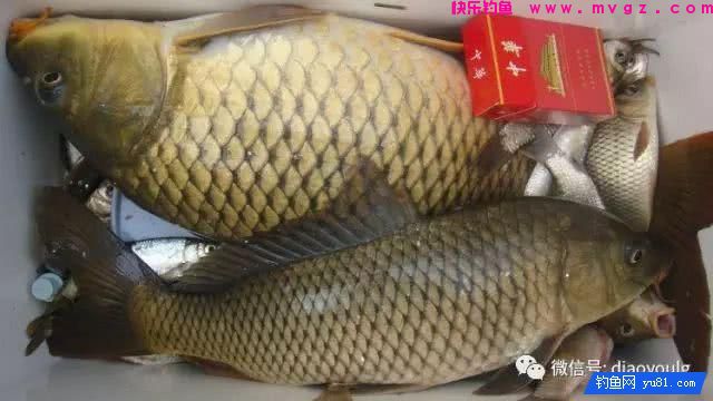 春天钓鱼的用饵之道(图4)