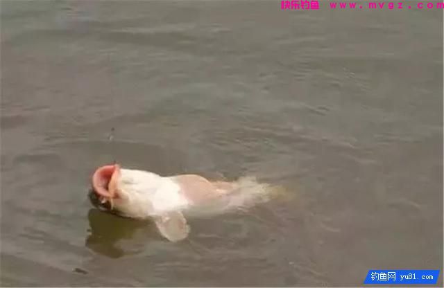 鱼儿上钩后，收线抬线的4个步骤，钓鱼人不得不知(图1)