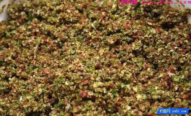 散炮钓黑坑状态、开法、捏饵技巧！(图3)