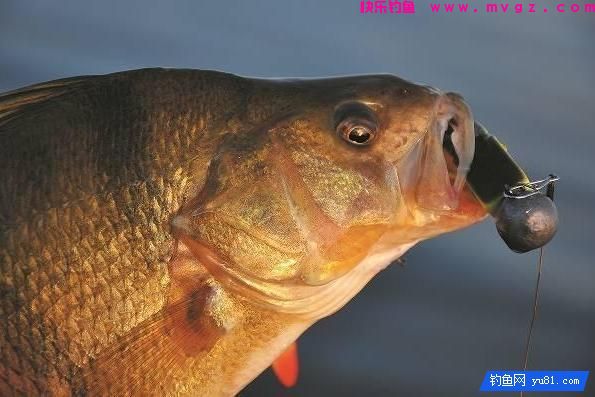 岸钓鲈鱼不为人知的7个小妙招(图5)