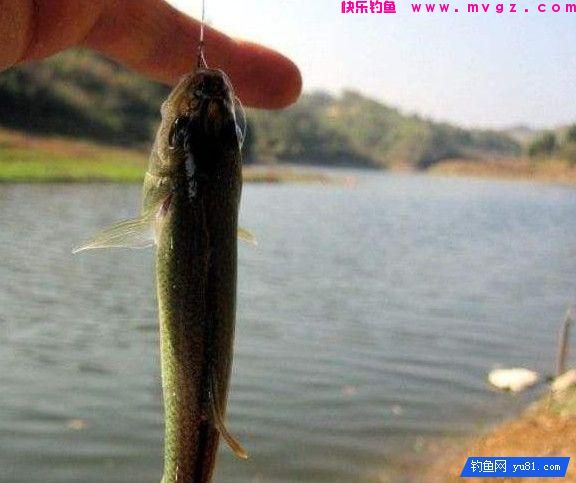 钓鱼技巧：什么是钓接口？打接口的技巧！(图3)