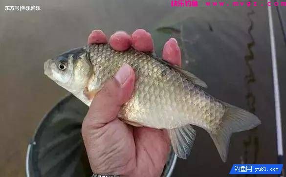 秋天钓鲤鱼找鱼窝的诀窍，4种找鱼技巧让钓友轻松上鱼！(图3)