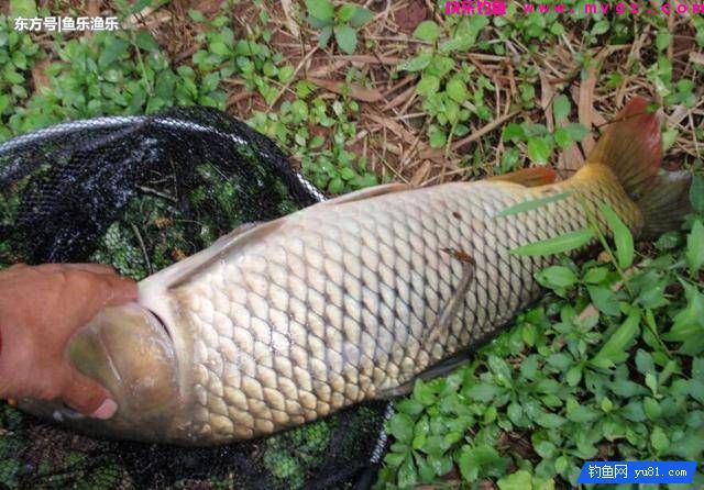秋天钓鲤鱼找鱼窝的诀窍，4种找鱼技巧让钓友轻松上鱼！(图2)