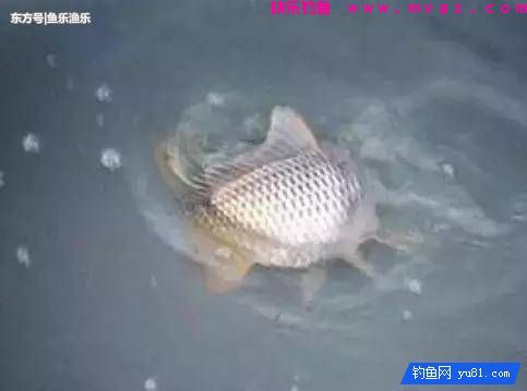 秋天钓鲤鱼找鱼窝的诀窍，4种找鱼技巧让钓友轻松上鱼！(图1)