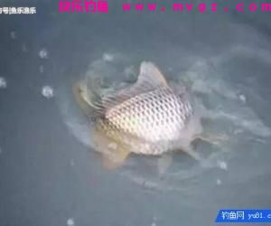 秋天钓鲤鱼找鱼窝的诀窍，4种找鱼技巧让钓友轻松上鱼！