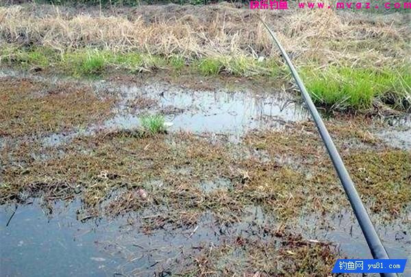 长竿短线钓草洞，钓友总结8年经验技巧(图1)