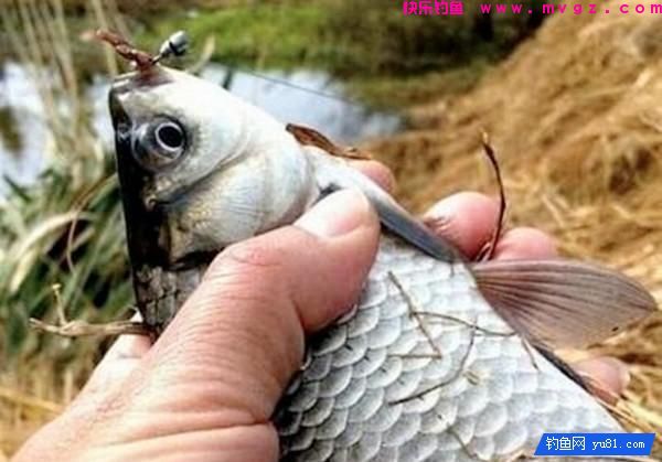 长竿短线钓草洞，钓友总结8年经验技巧(图4)