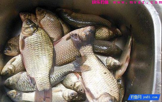 教你如何正确溜鱼，你还不赶紧学？(图2)