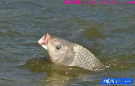 秋季黑坑如何连杆？可以从三个方面分析(图2)