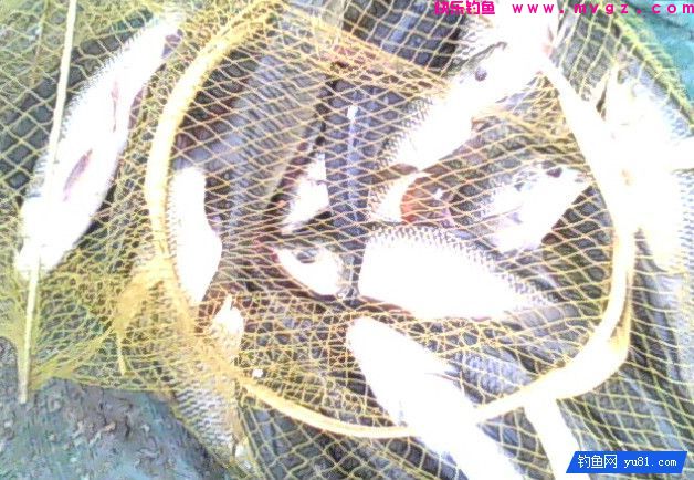 钓鱼时连鲫鱼都脱钩？那你肯定是犯了这几个错误！(图3)