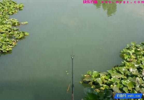 钓鱼别盲目，3招辨别水中是否有鱼！(图1)