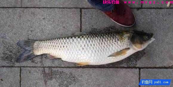 冬季钓鱼的钓点选择和天气(图3)