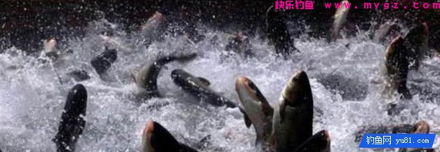 见到这种情况下的鱼，一定不要下竿钓鱼！(图3)