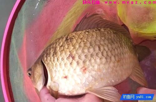 冬季稍稍设置下鲫鱼技巧，收获还是比较乐观的！(图3)